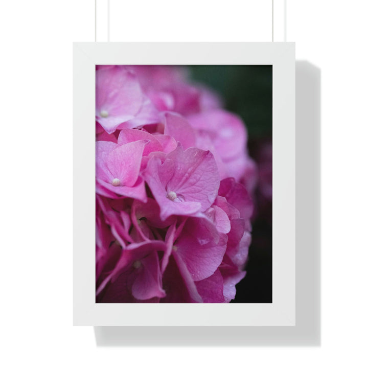 Pink Hydrangea Detail - Framed Print - Visiting This World