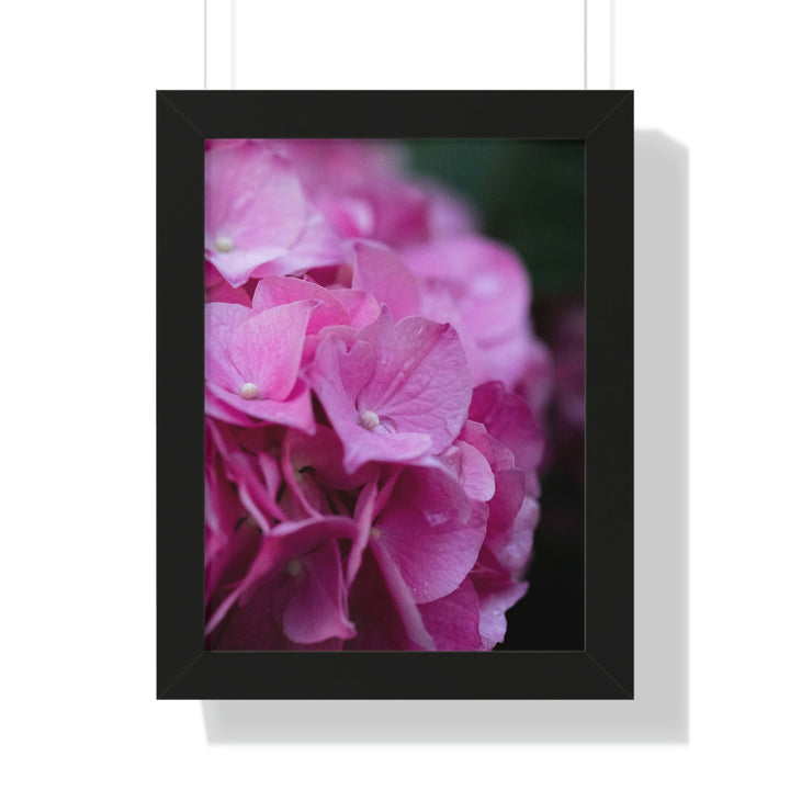 Pink Hydrangea Detail - Framed Print - Visiting This World