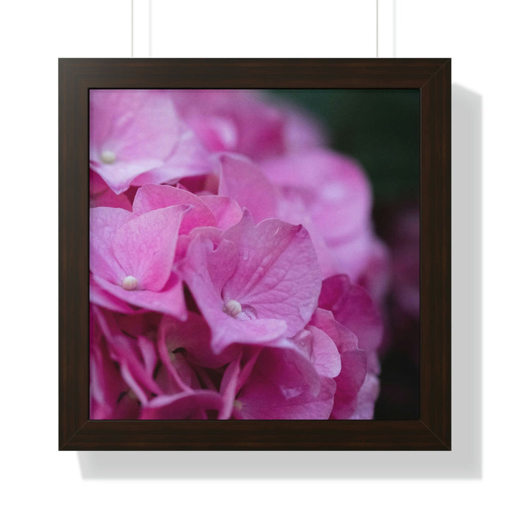 Pink Hydrangea Detail - Framed Print - Visiting This World