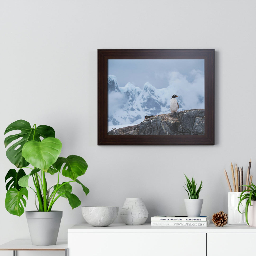 Poised Penguin - Framed Print - Visiting This World