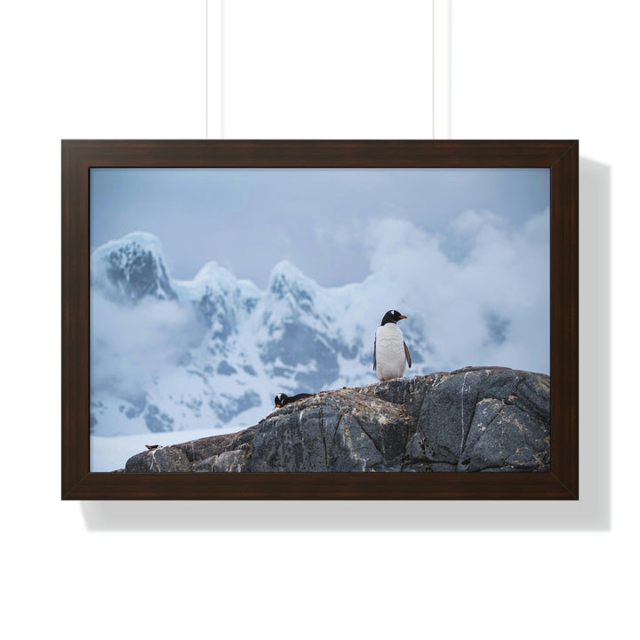 Poised Penguin - Framed Print - Visiting This World