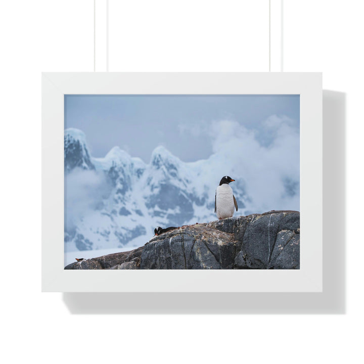 Poised Penguin - Framed Print - Visiting This World