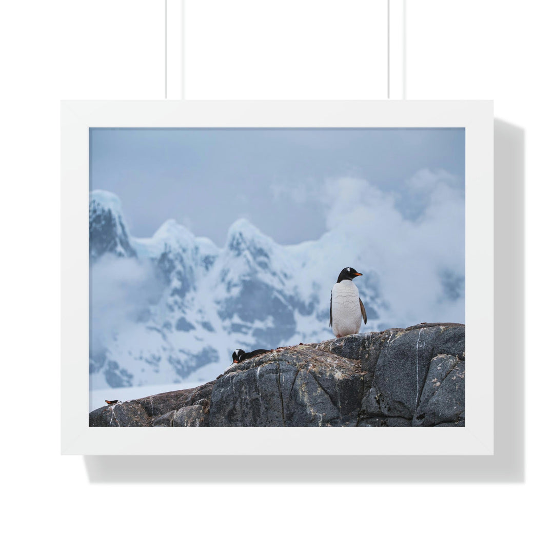 Poised Penguin - Framed Print - Visiting This World