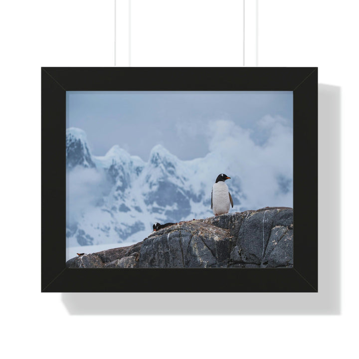 Poised Penguin - Framed Print - Visiting This World