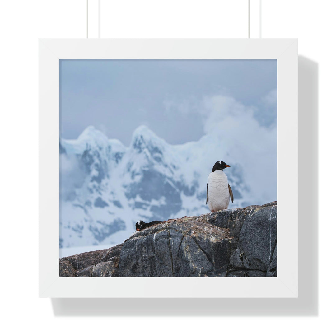 Poised Penguin - Framed Print - Visiting This World