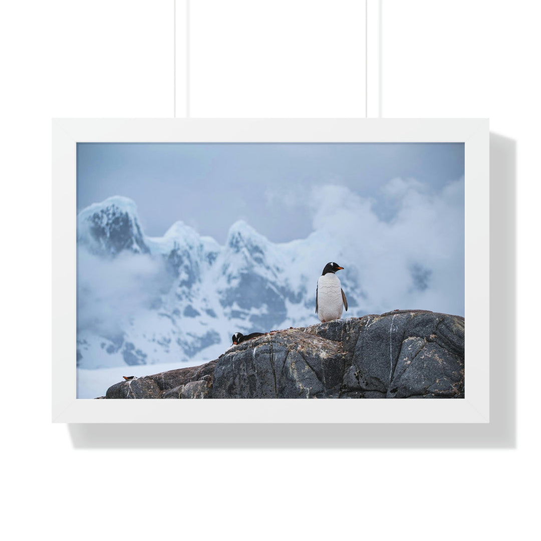 Poised Penguin - Framed Print - Visiting This World