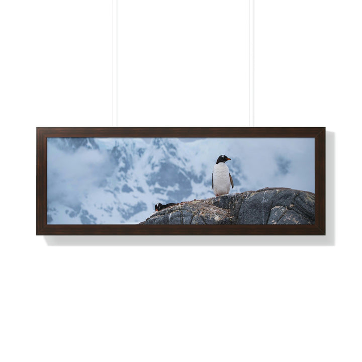 Poised Penguin - Framed Print - Visiting This World