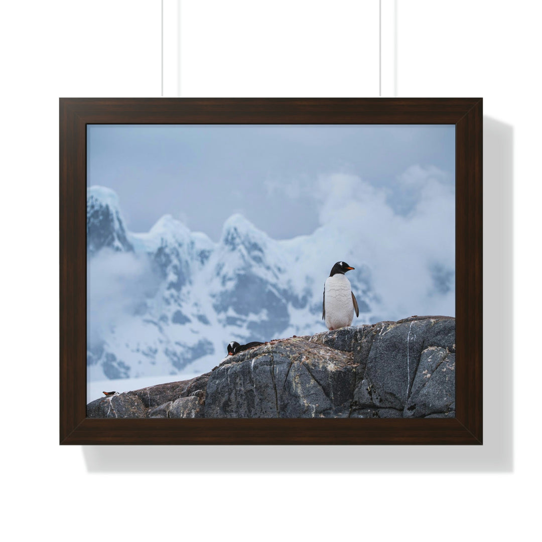 Poised Penguin - Framed Print - Visiting This World