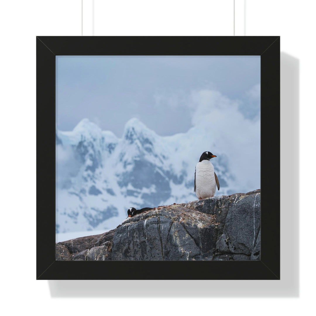 Poised Penguin - Framed Print - Visiting This World