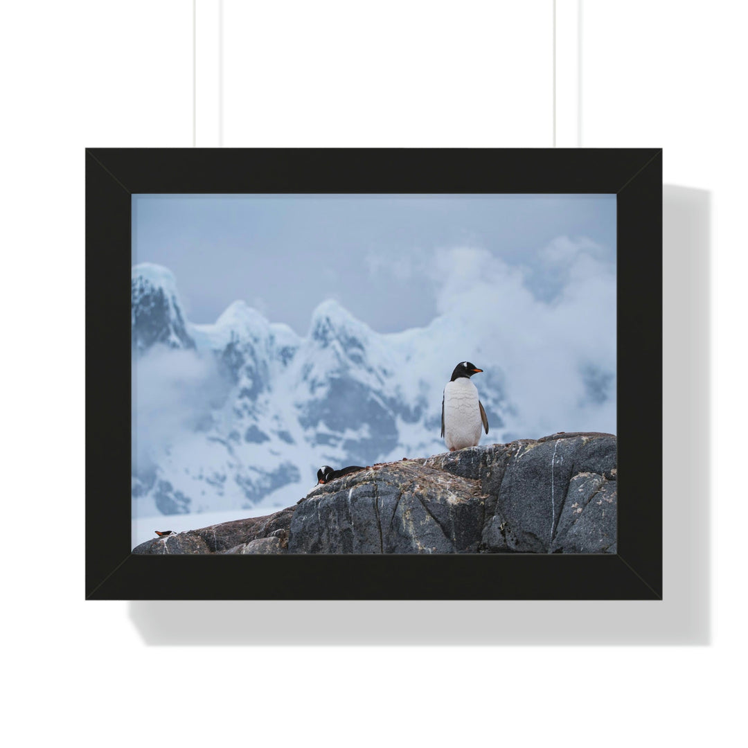 Poised Penguin - Framed Print - Visiting This World