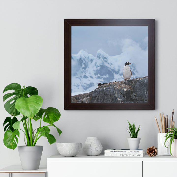 Poised Penguin - Framed Print - Visiting This World