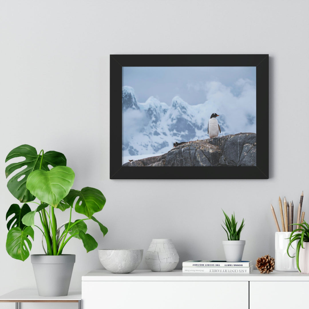 Poised Penguin - Framed Print - Visiting This World