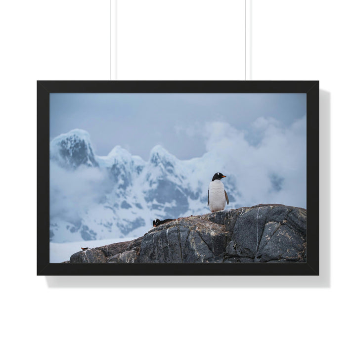 Poised Penguin - Framed Print - Visiting This World