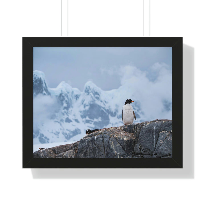 Poised Penguin - Framed Print - Visiting This World