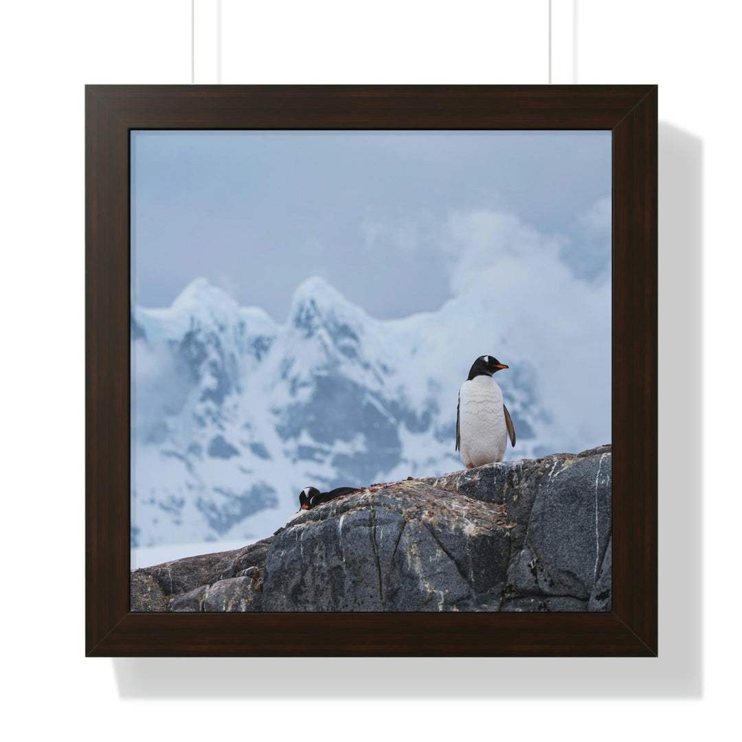 Poised Penguin - Framed Print - Visiting This World