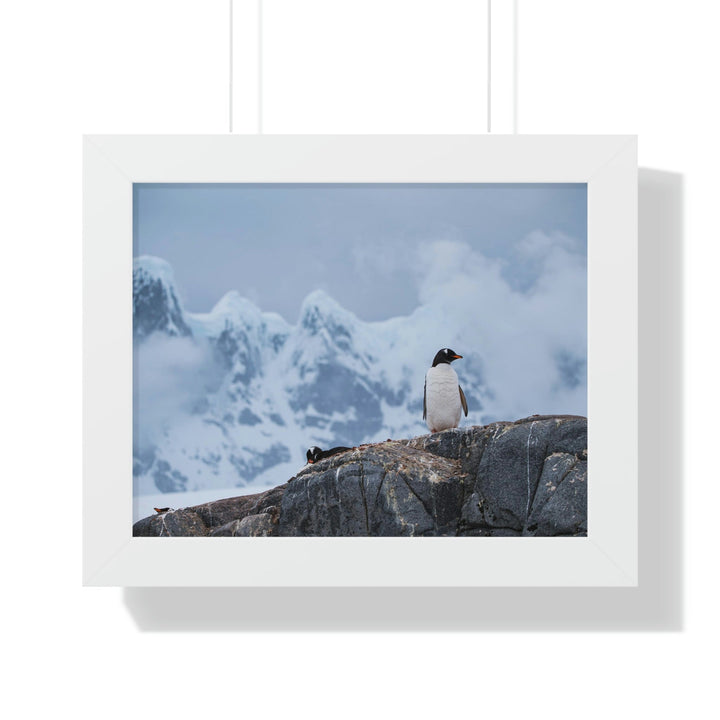 Poised Penguin - Framed Print - Visiting This World