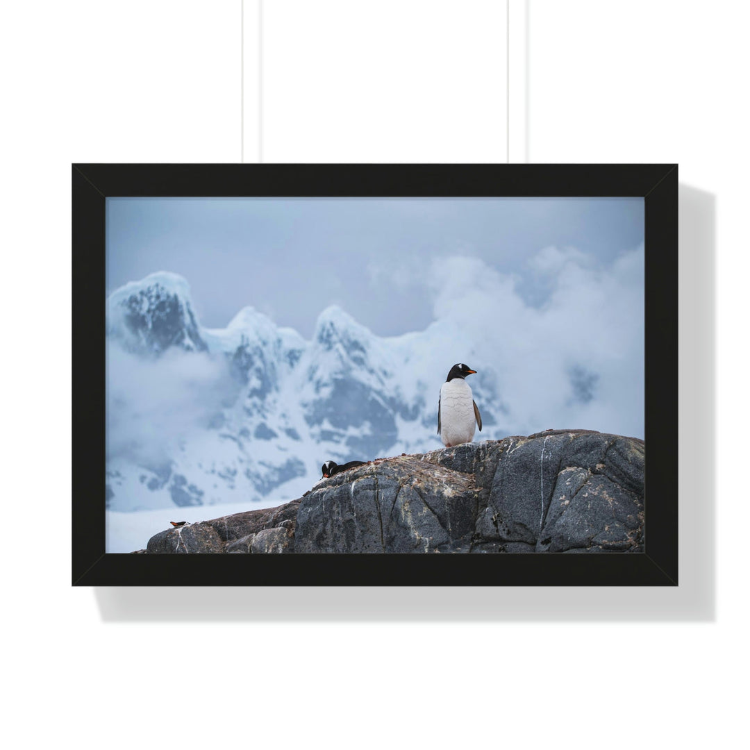 Poised Penguin - Framed Print - Visiting This World