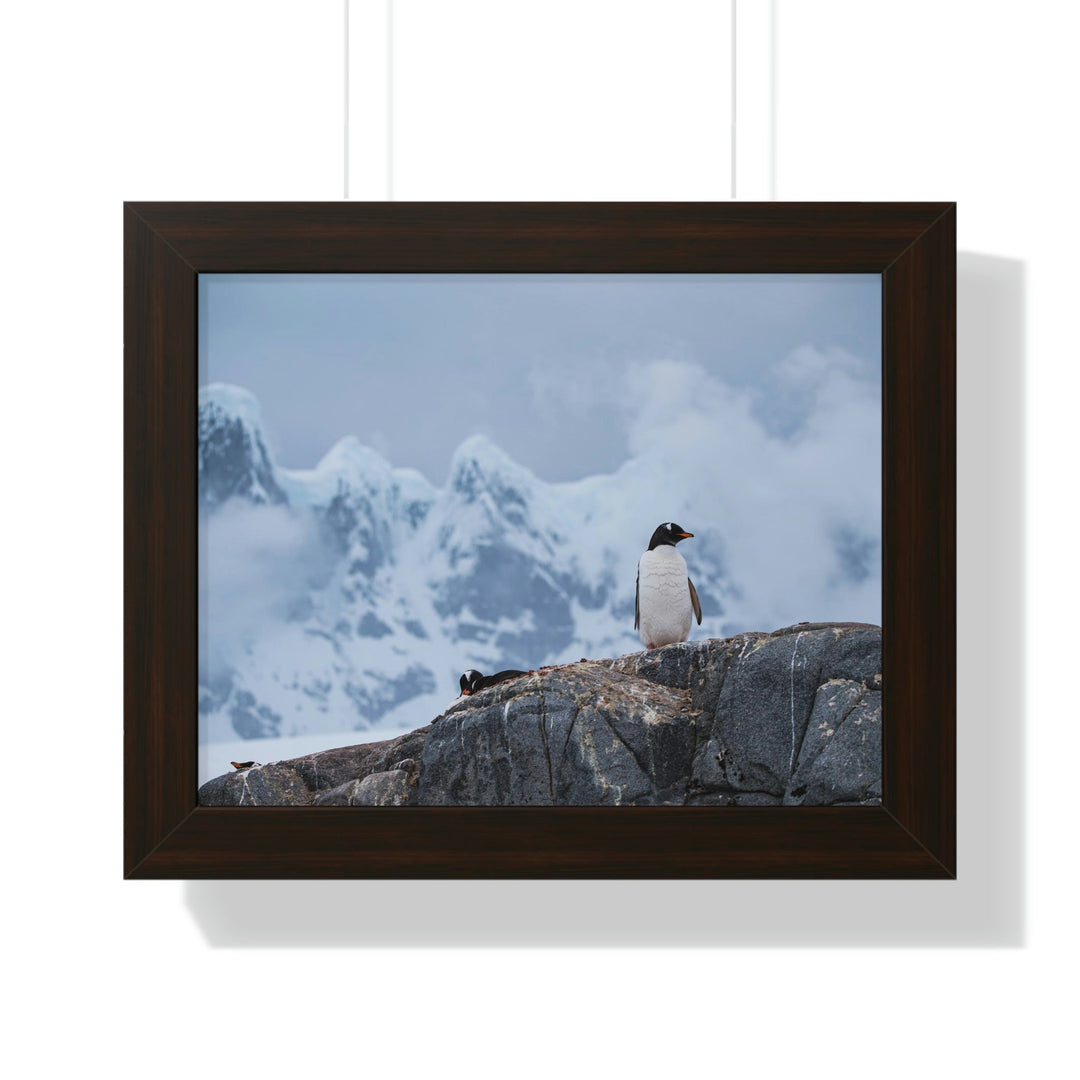 Poised Penguin - Framed Print - Visiting This World