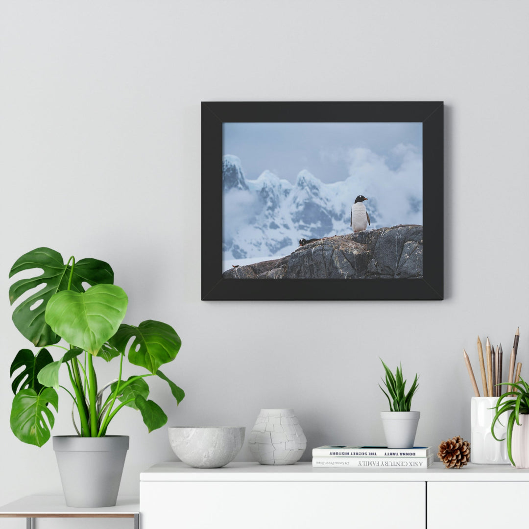 Poised Penguin - Framed Print - Visiting This World