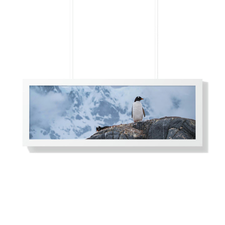 Poised Penguin - Framed Print - Visiting This World