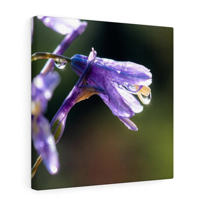 Purple Droplets - Canvas - Visiting This World