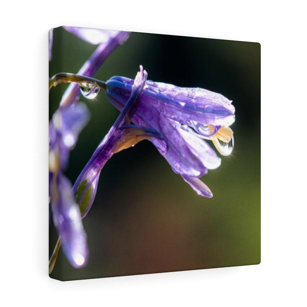 Purple Droplets - Canvas - Visiting This World