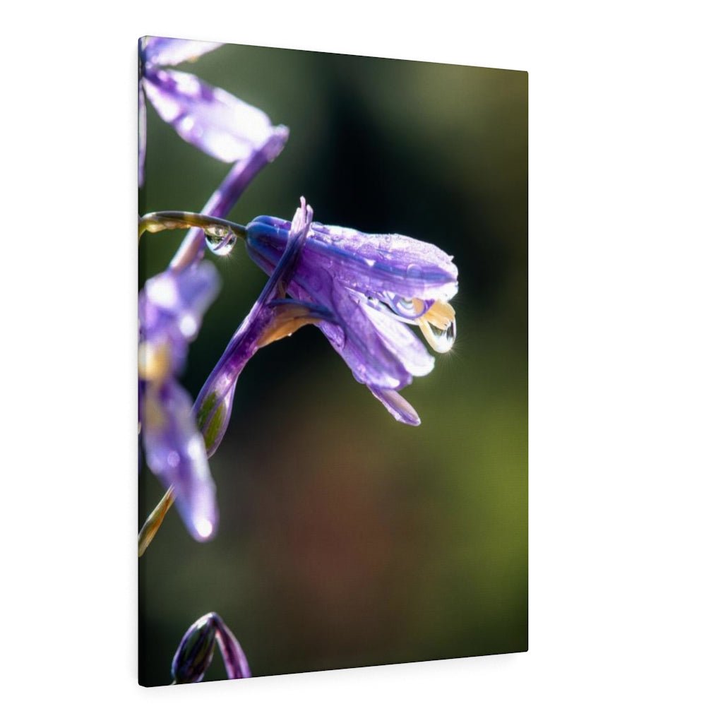 Purple Droplets - Canvas - Visiting This World