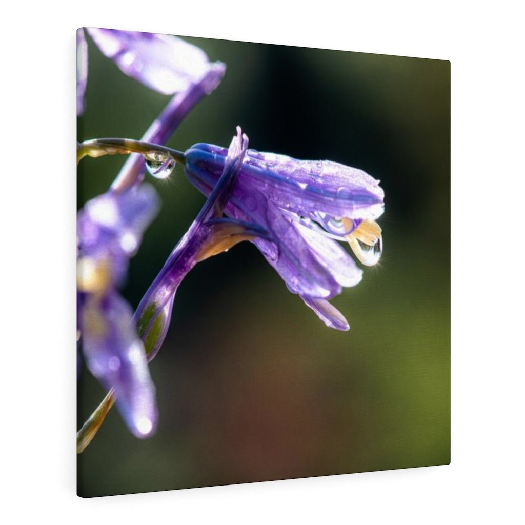 Purple Droplets - Canvas - Visiting This World