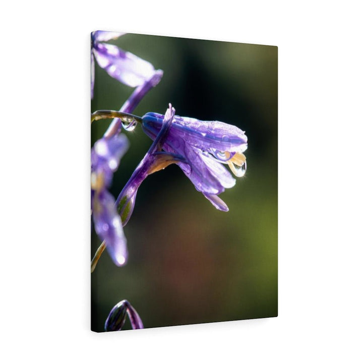 Purple Droplets - Canvas - Visiting This World