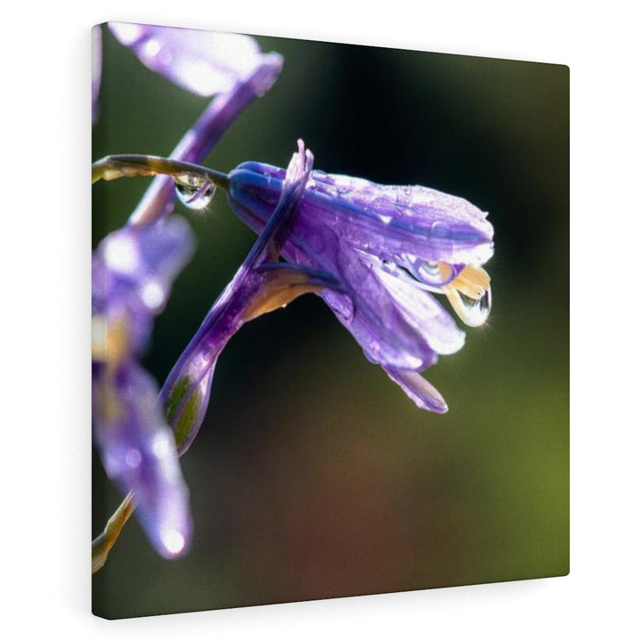 Purple Droplets - Canvas - Visiting This World