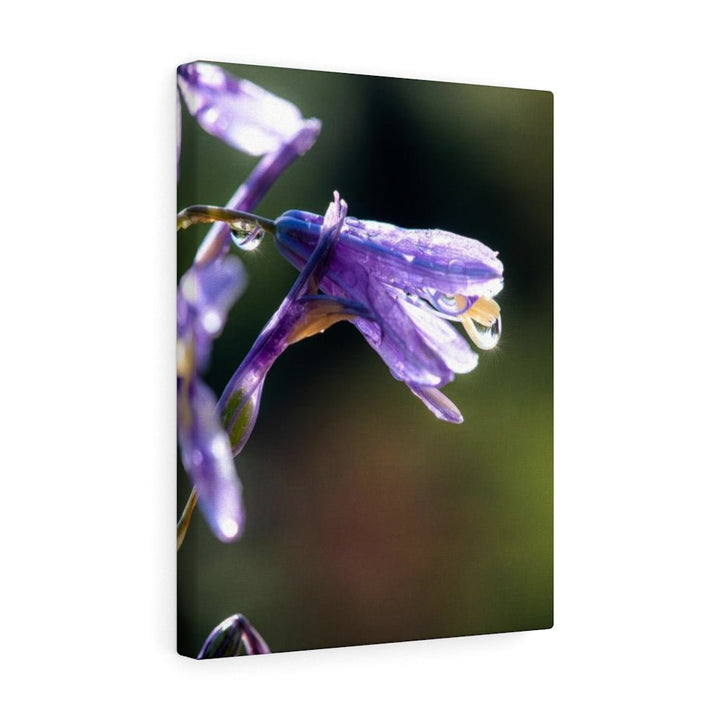 Purple Droplets - Canvas - Visiting This World