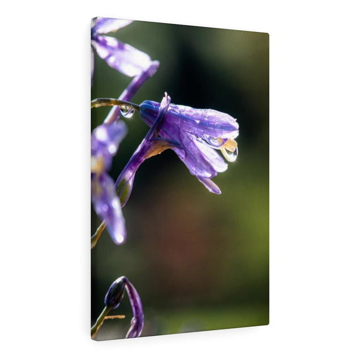 Purple Droplets - Canvas - Visiting This World