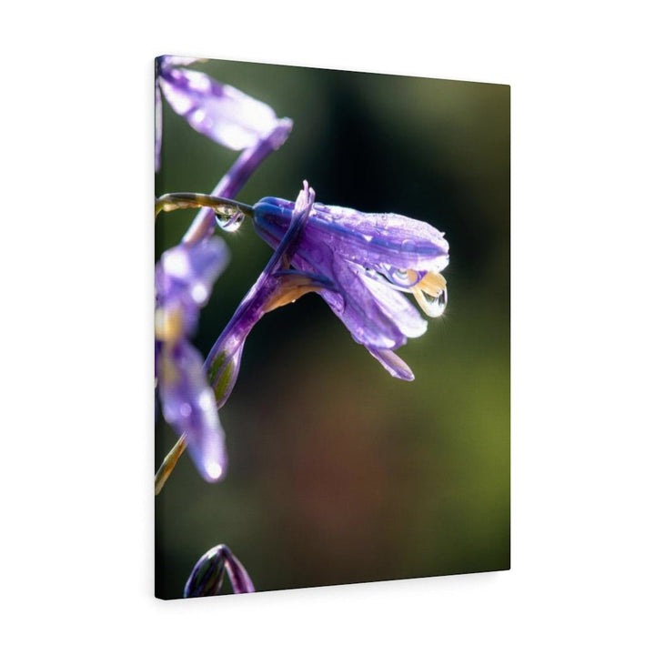 Purple Droplets - Canvas - Visiting This World