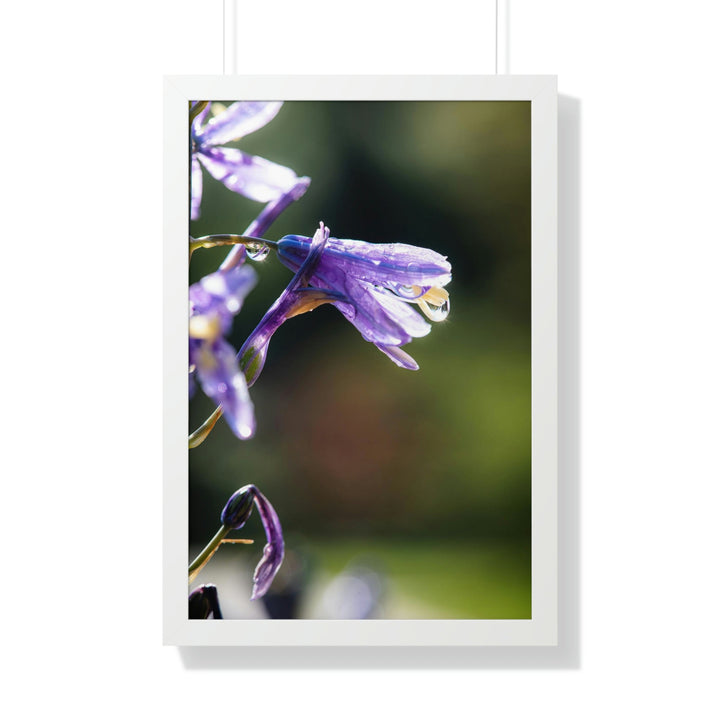 Purple Droplets - Framed Print - Visiting This World