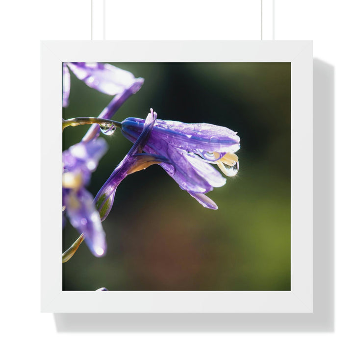 Purple Droplets - Framed Print - Visiting This World