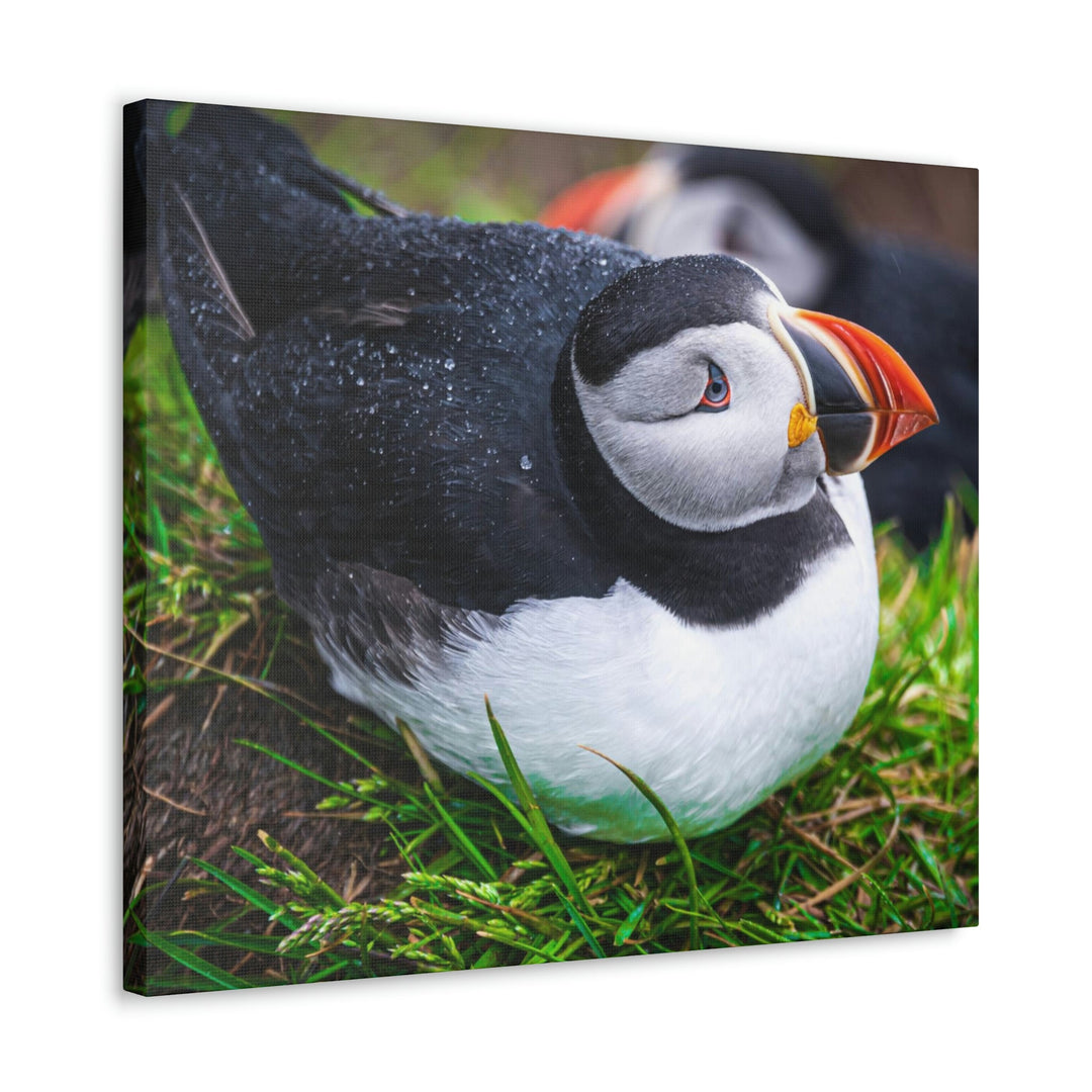 Resting Puffin - Canvas Gallery Wraps - Visiting This World