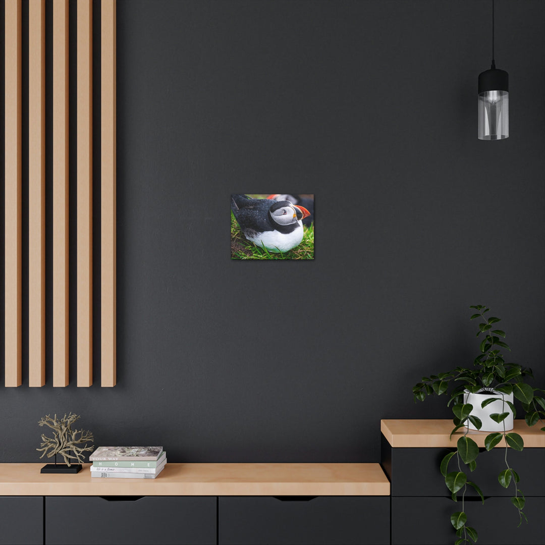 Resting Puffin - Canvas Gallery Wraps - Visiting This World