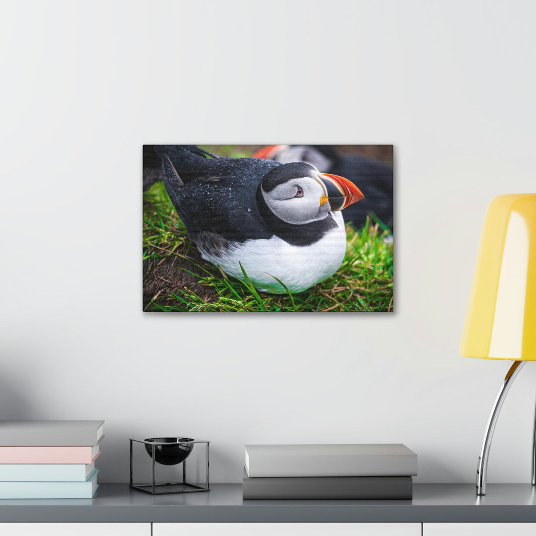 Resting Puffin - Canvas Gallery Wraps - Visiting This World