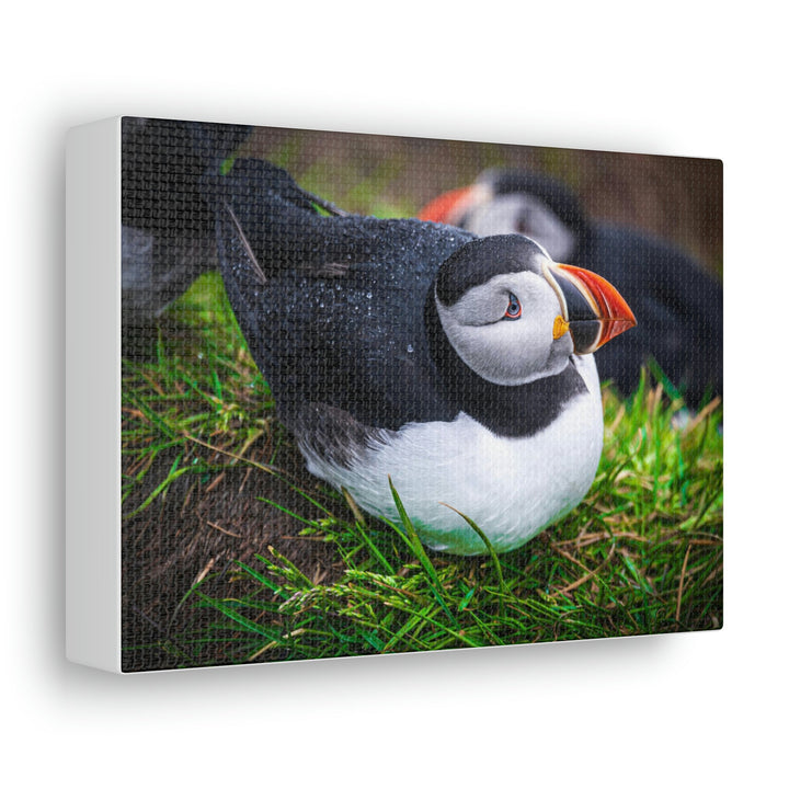 Resting Puffin - Canvas Gallery Wraps - Visiting This World