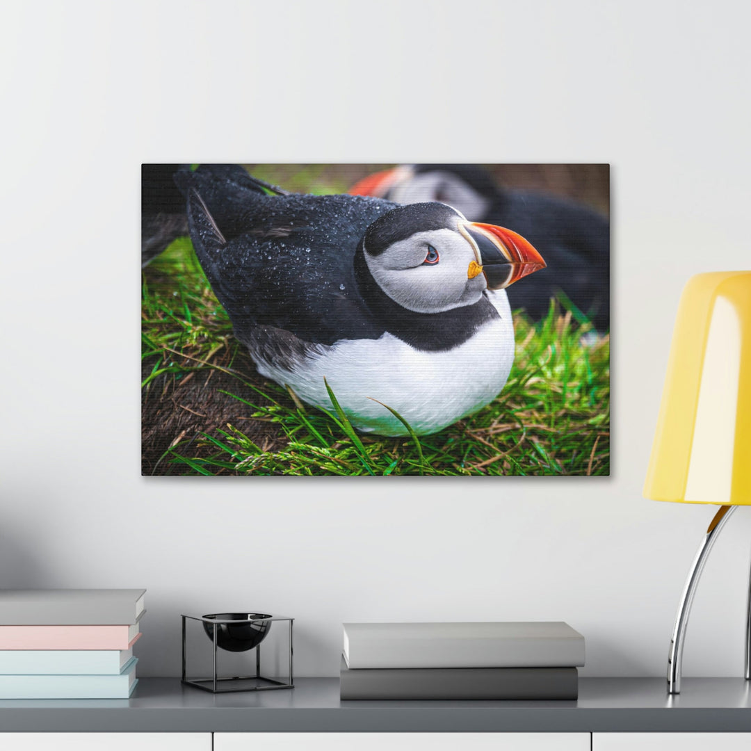 Resting Puffin - Canvas Gallery Wraps - Visiting This World