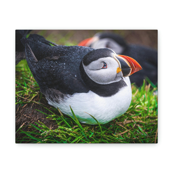 Resting Puffin - Canvas Gallery Wraps - Visiting This World