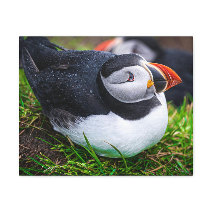 Resting Puffin - Canvas Gallery Wraps - Visiting This World