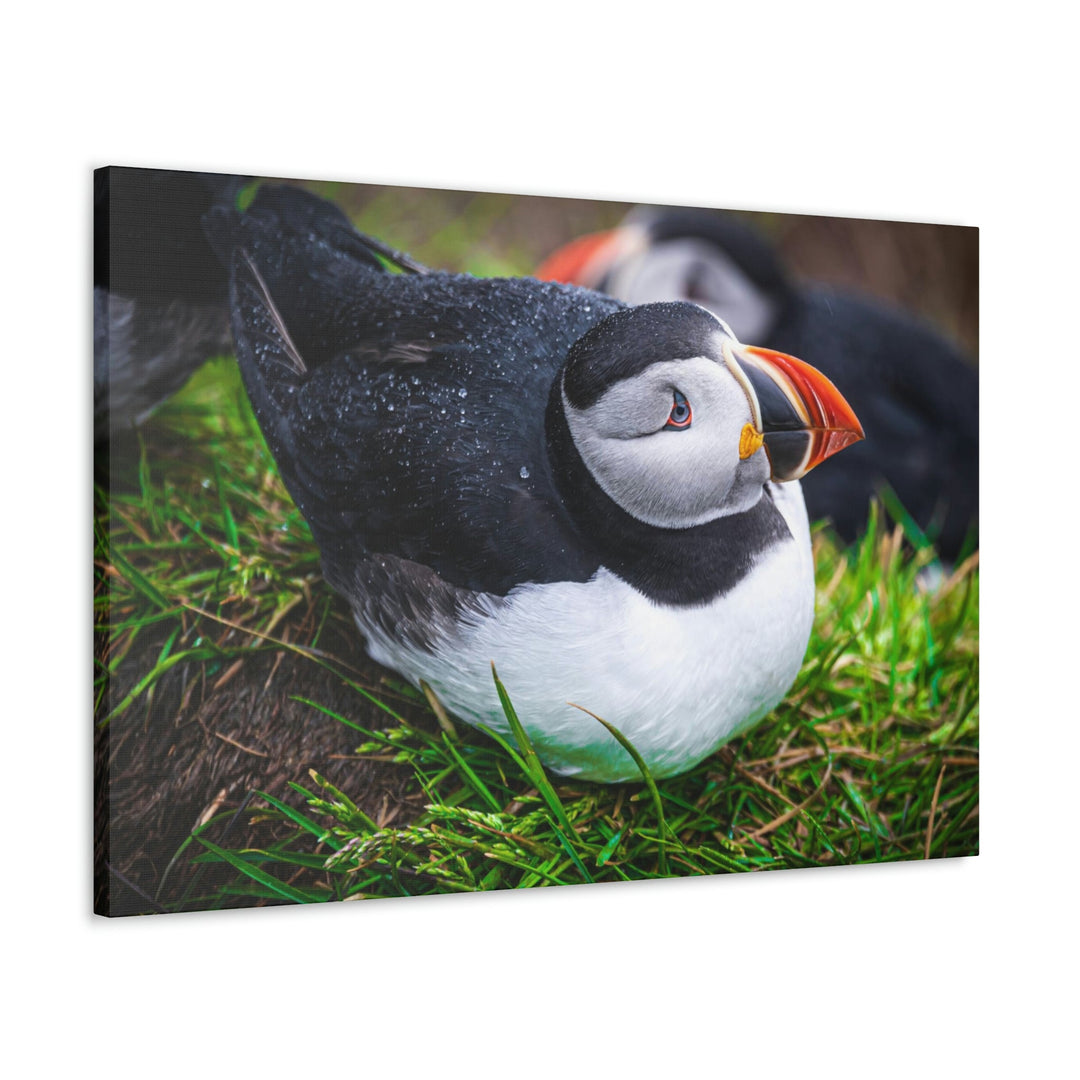 Resting Puffin - Canvas Gallery Wraps - Visiting This World