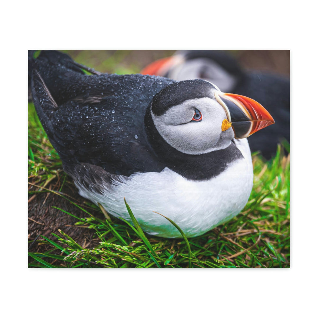 Resting Puffin - Canvas Gallery Wraps - Visiting This World