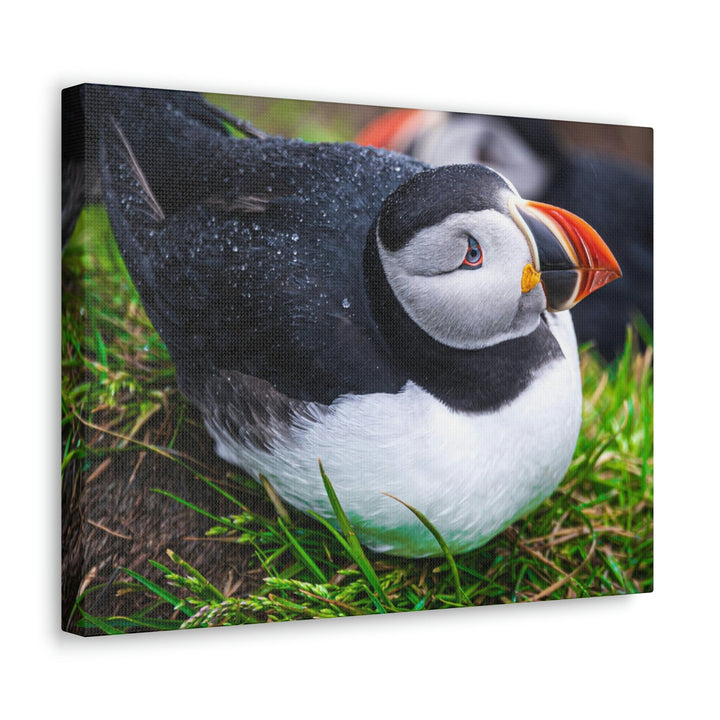 Resting Puffin - Canvas Gallery Wraps - Visiting This World