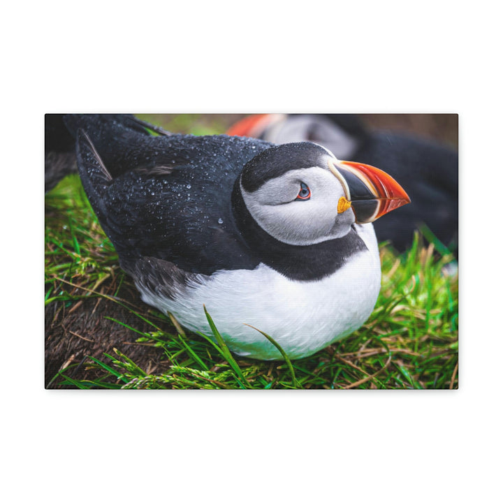 Resting Puffin - Canvas Gallery Wraps - Visiting This World