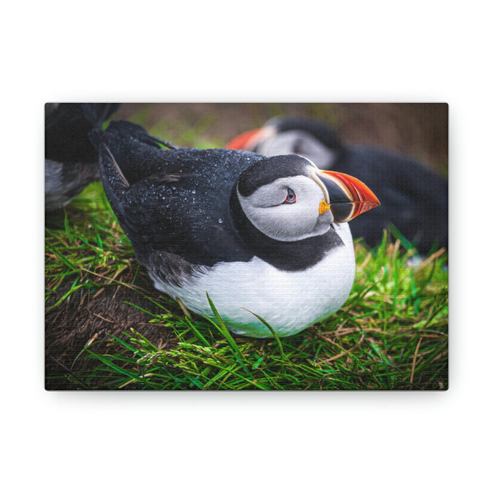 Resting Puffin - Canvas Gallery Wraps - Visiting This World