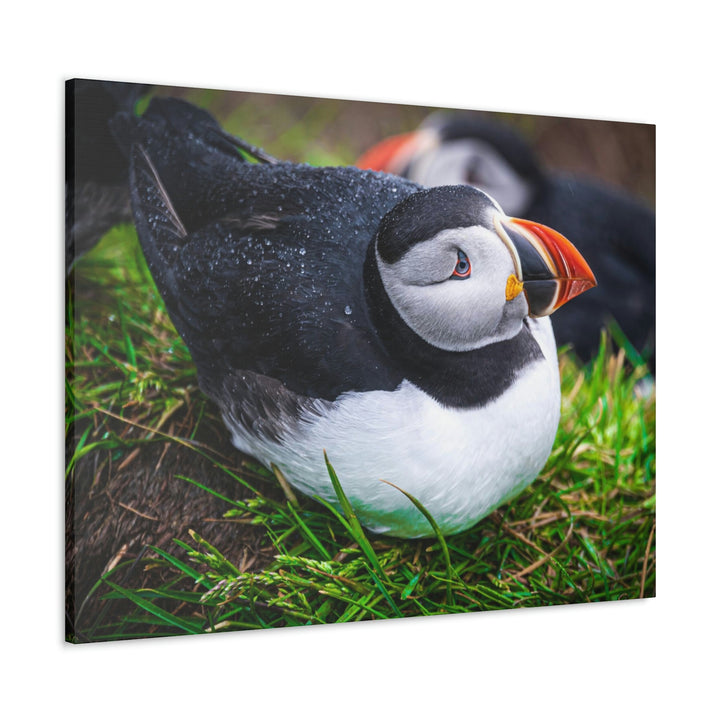 Resting Puffin - Canvas Gallery Wraps - Visiting This World