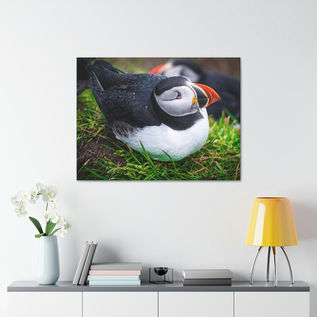 Resting Puffin - Canvas Gallery Wraps - Visiting This World