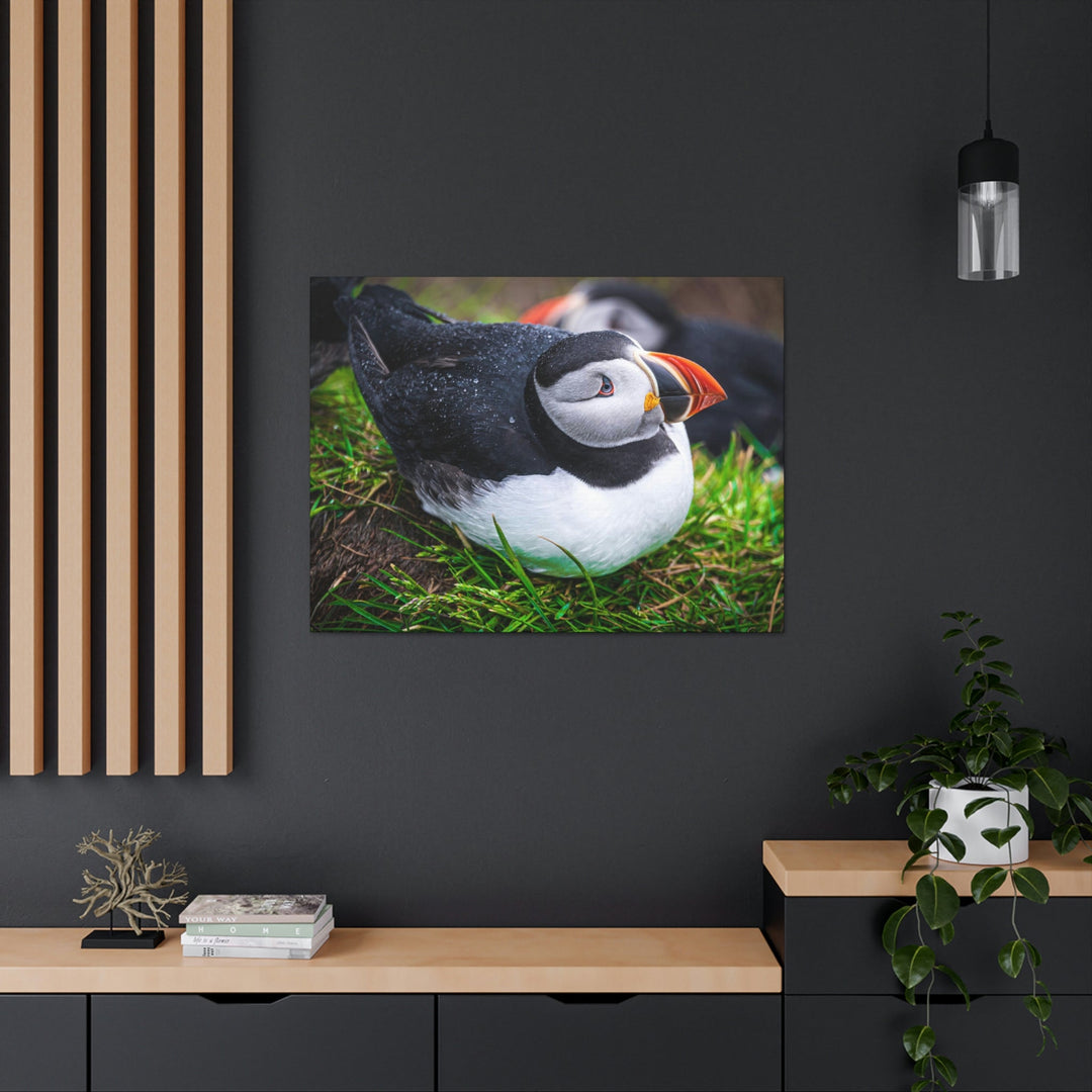 Resting Puffin - Canvas Gallery Wraps - Visiting This World